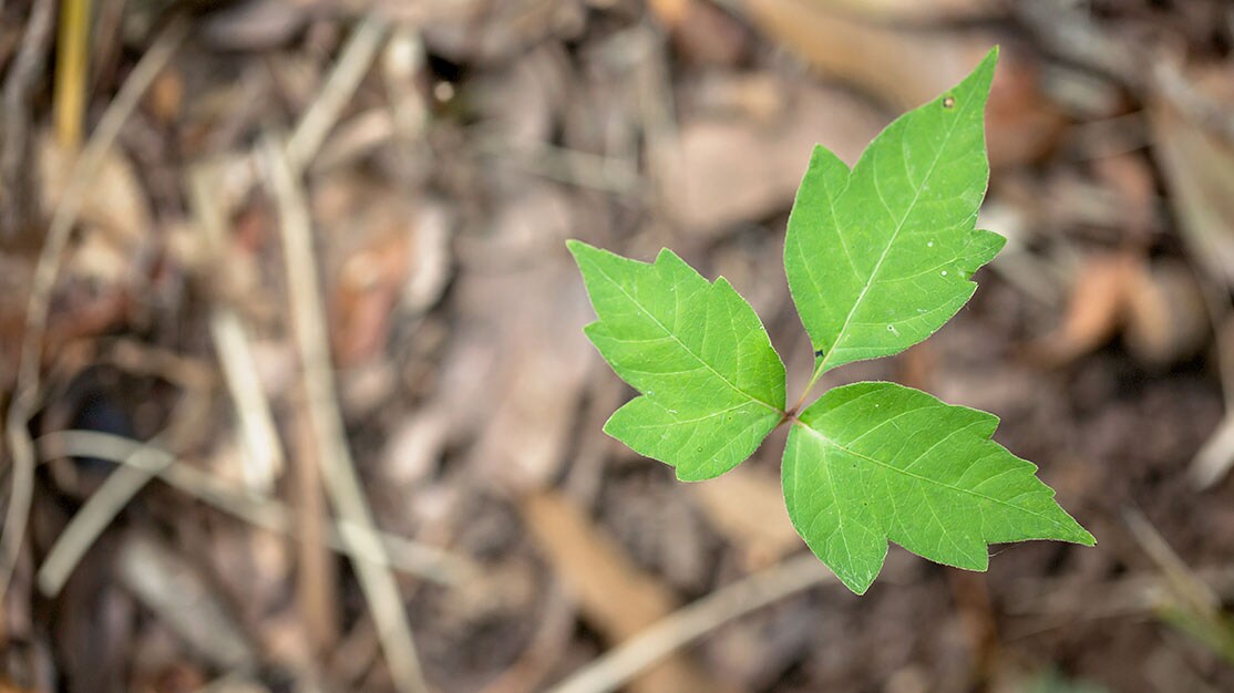 How to Treat Poison Ivy, Poison Oak and Poison Sumac